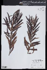 Comptonia peregrina image