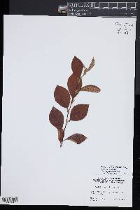 Pseudocydonia sinensis image