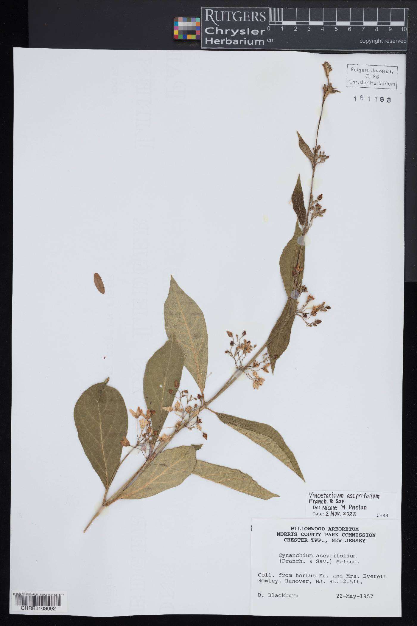 Cynanchum ascyrifolium image