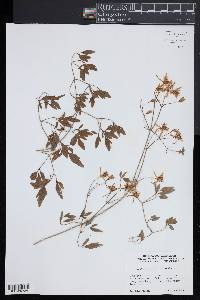Clematis flammula image