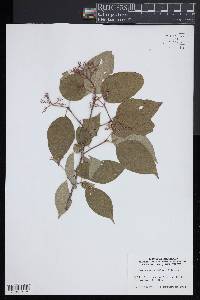 Image of Cornus × arnoldiana