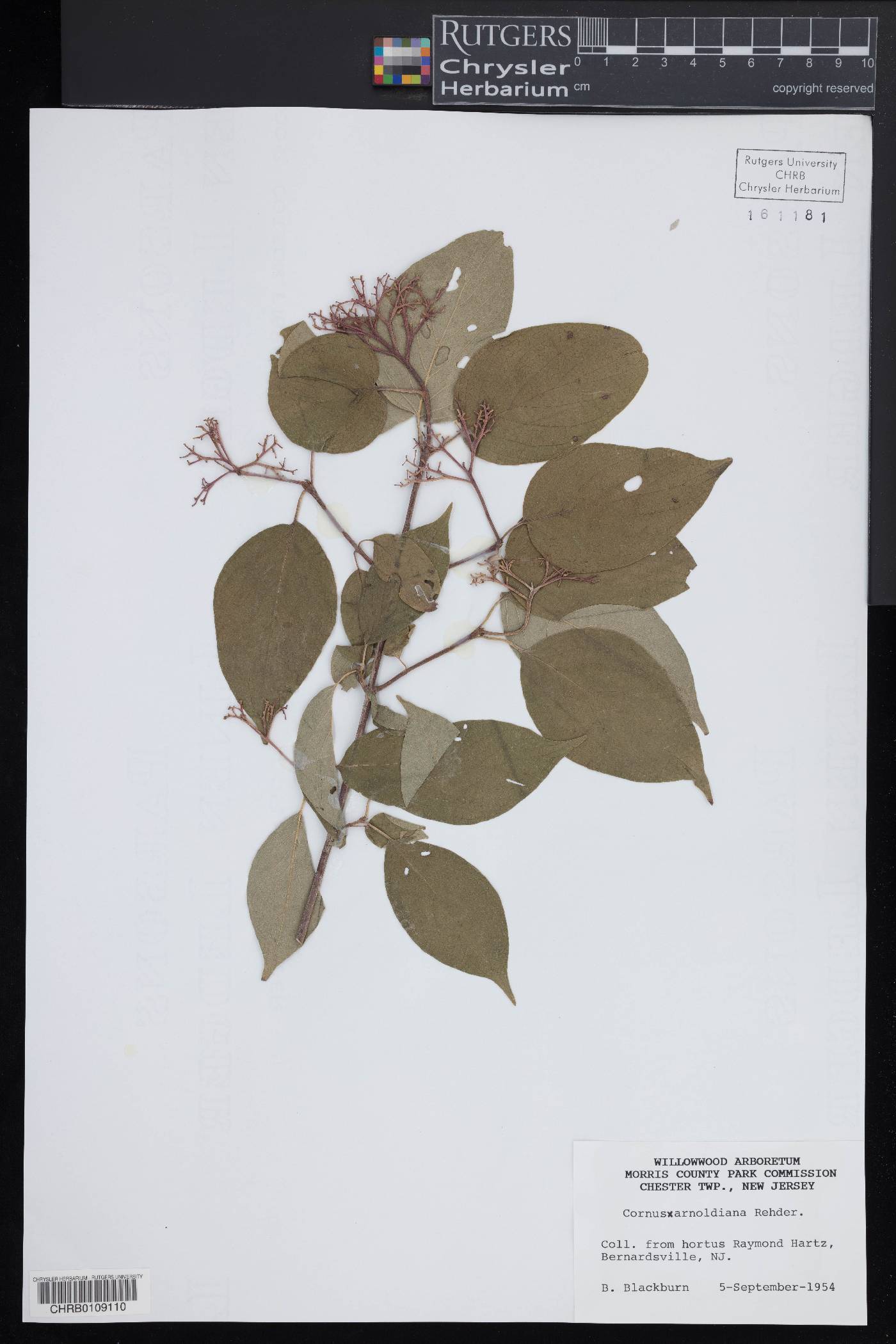 Cornus × arnoldiana image