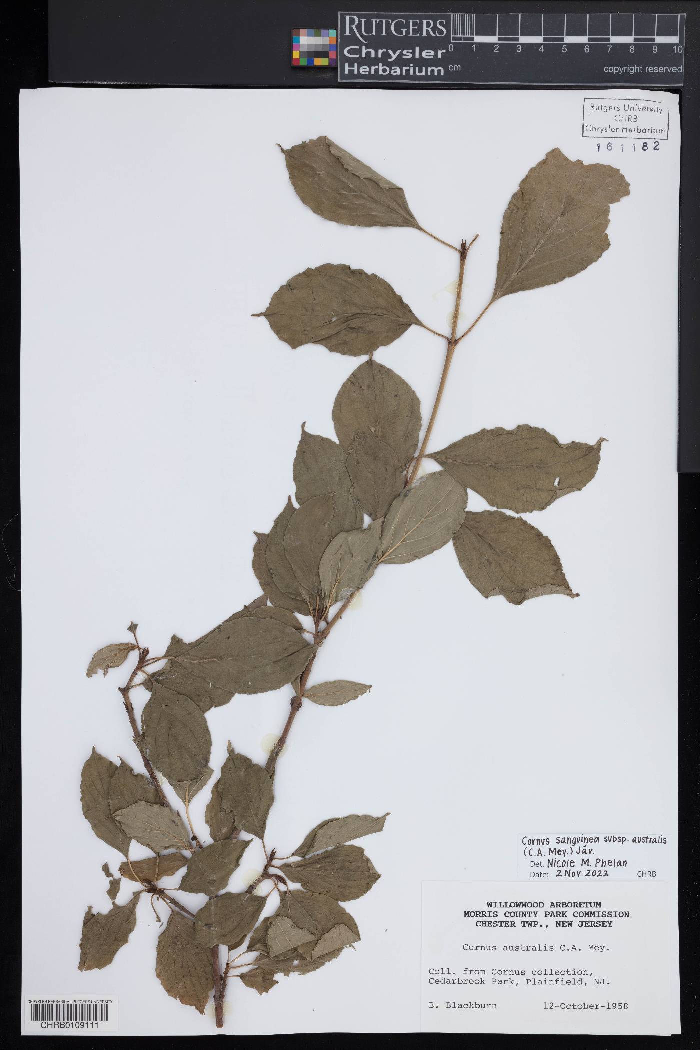 Cornus sanguinea subsp. australis image