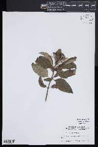 Cornus foemina image