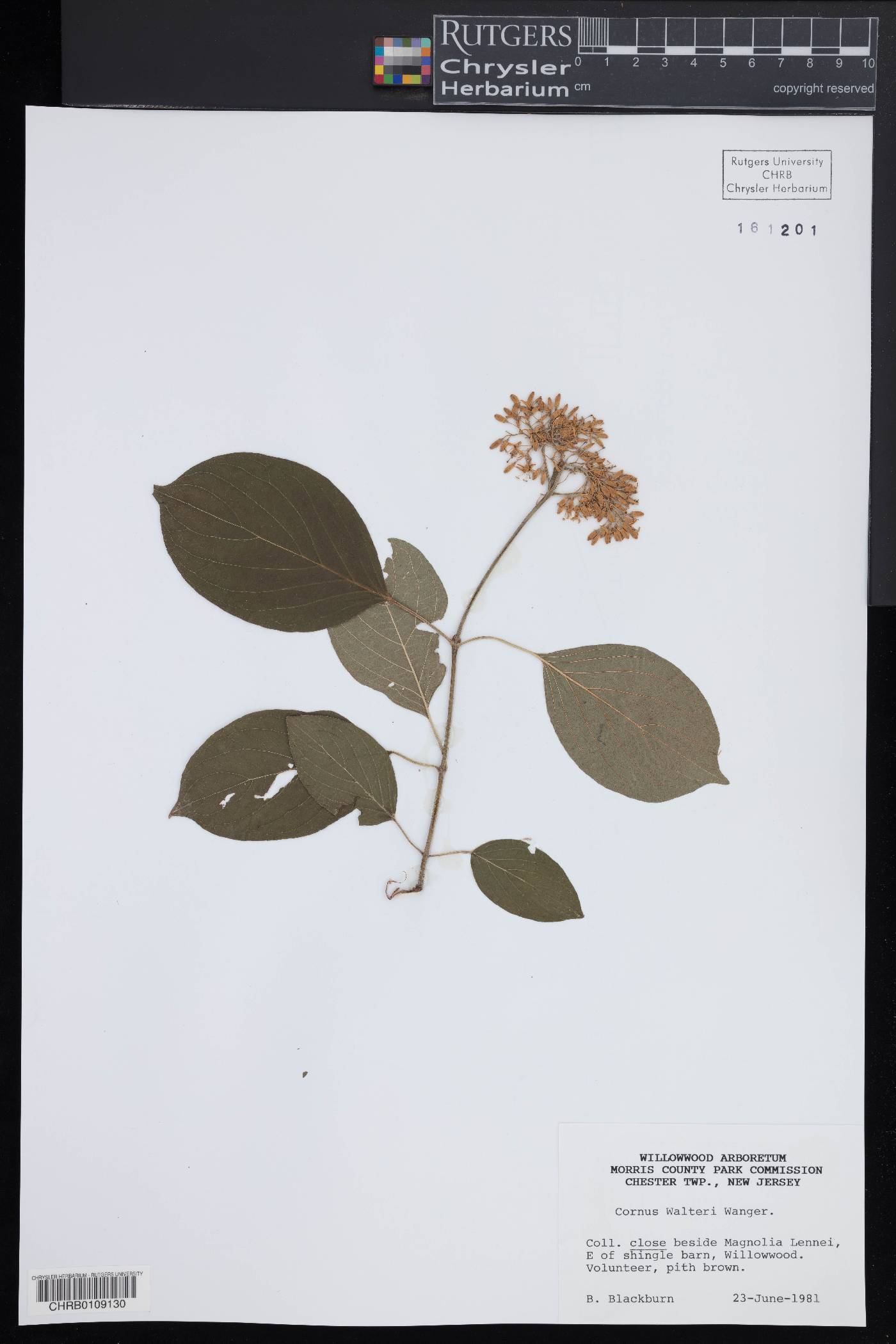 Cornus walteri image