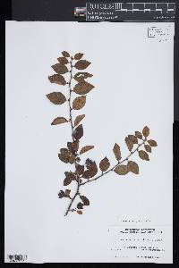 Cotoneaster acutifolius image