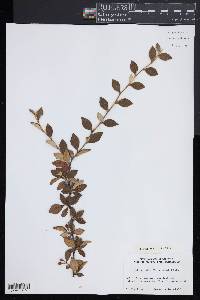 Cotoneaster franchetii image