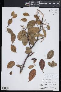 Image of Cotoneaster coriaceus