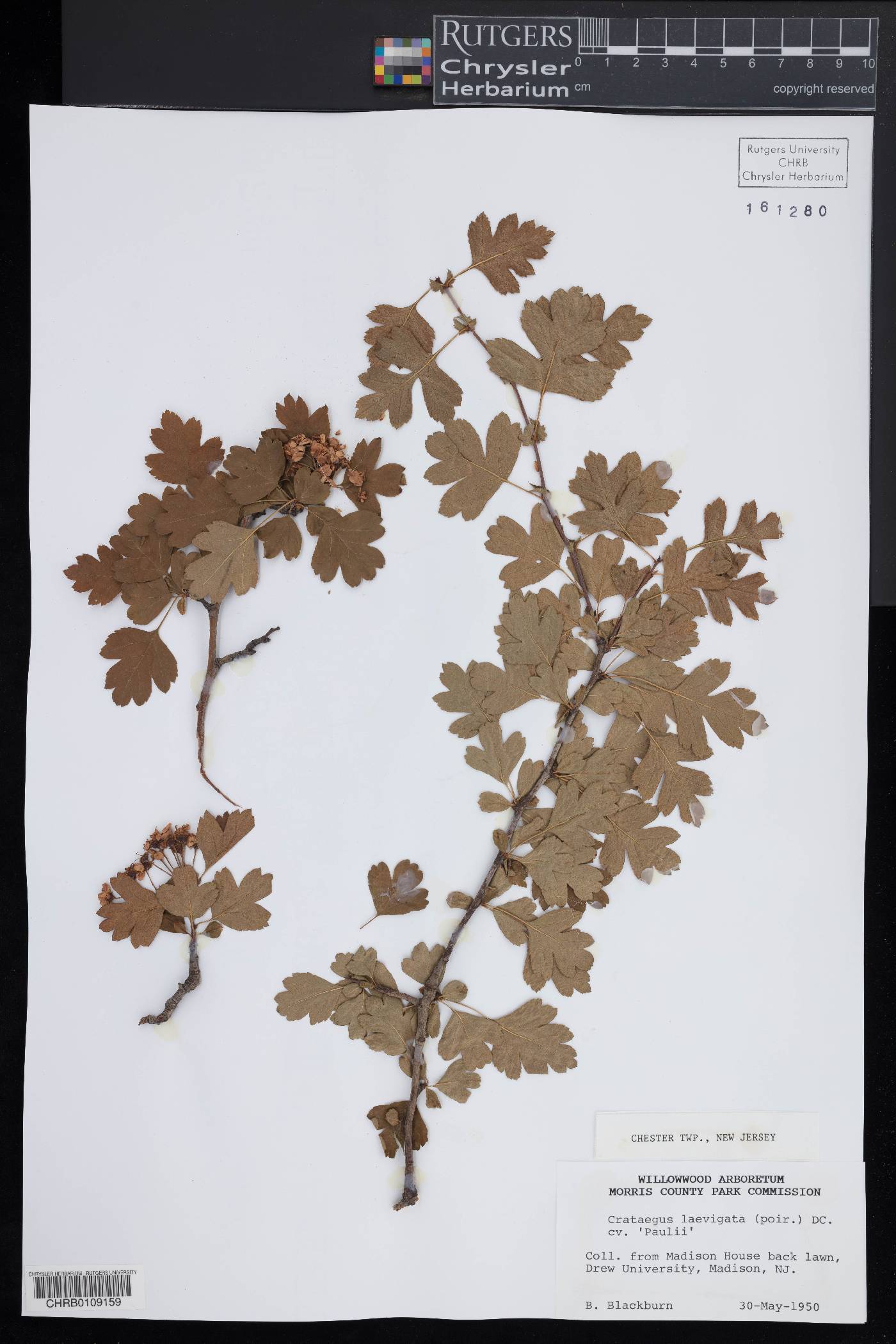 Crataegus laevigata image