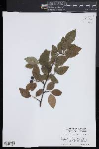 Cotoneaster multiflorus image