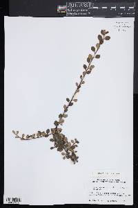 Cotoneaster rotundifolius image
