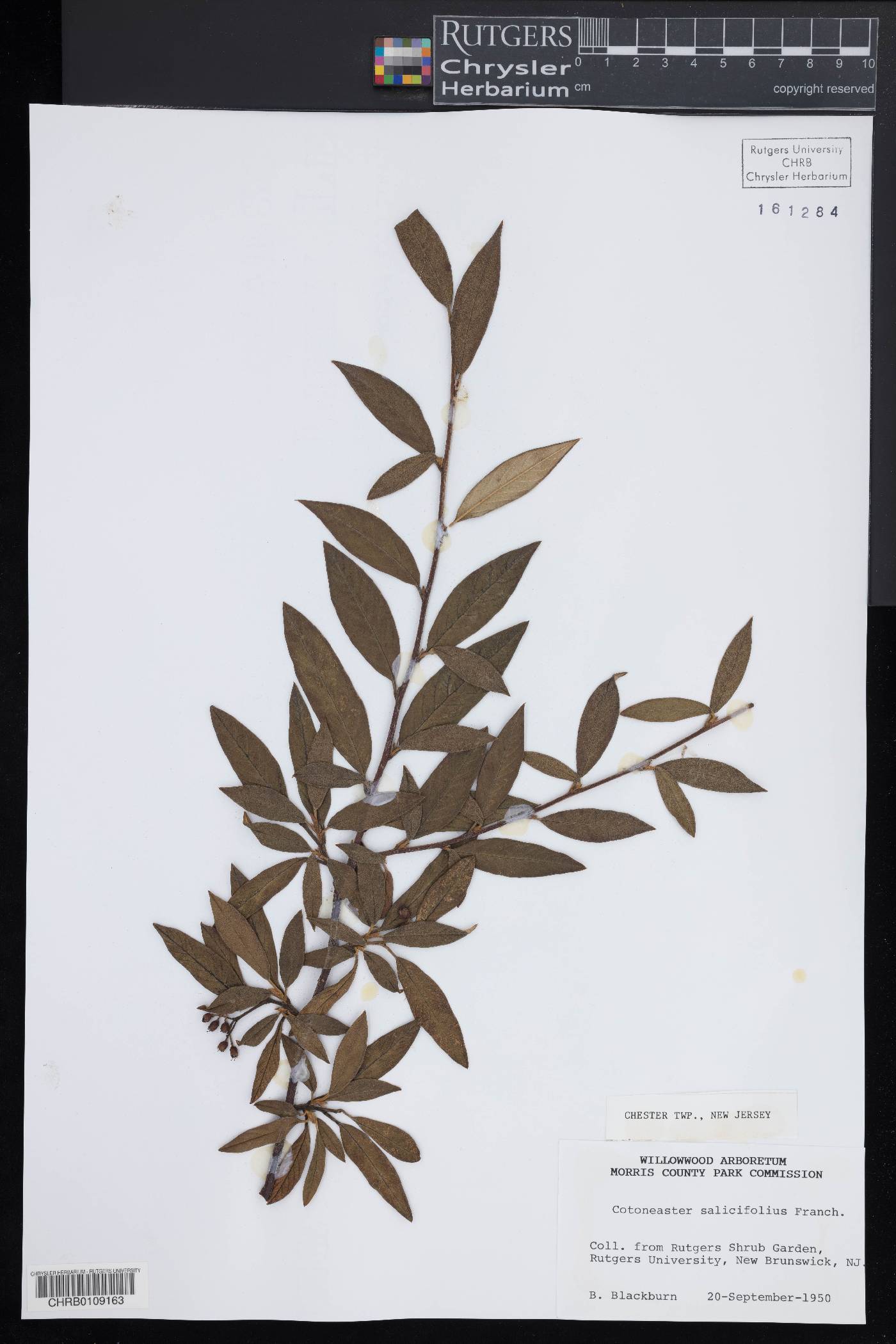 Cotoneaster salicifolius image