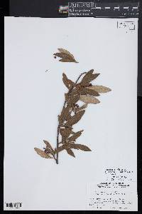 Image of Cotoneaster floccosus