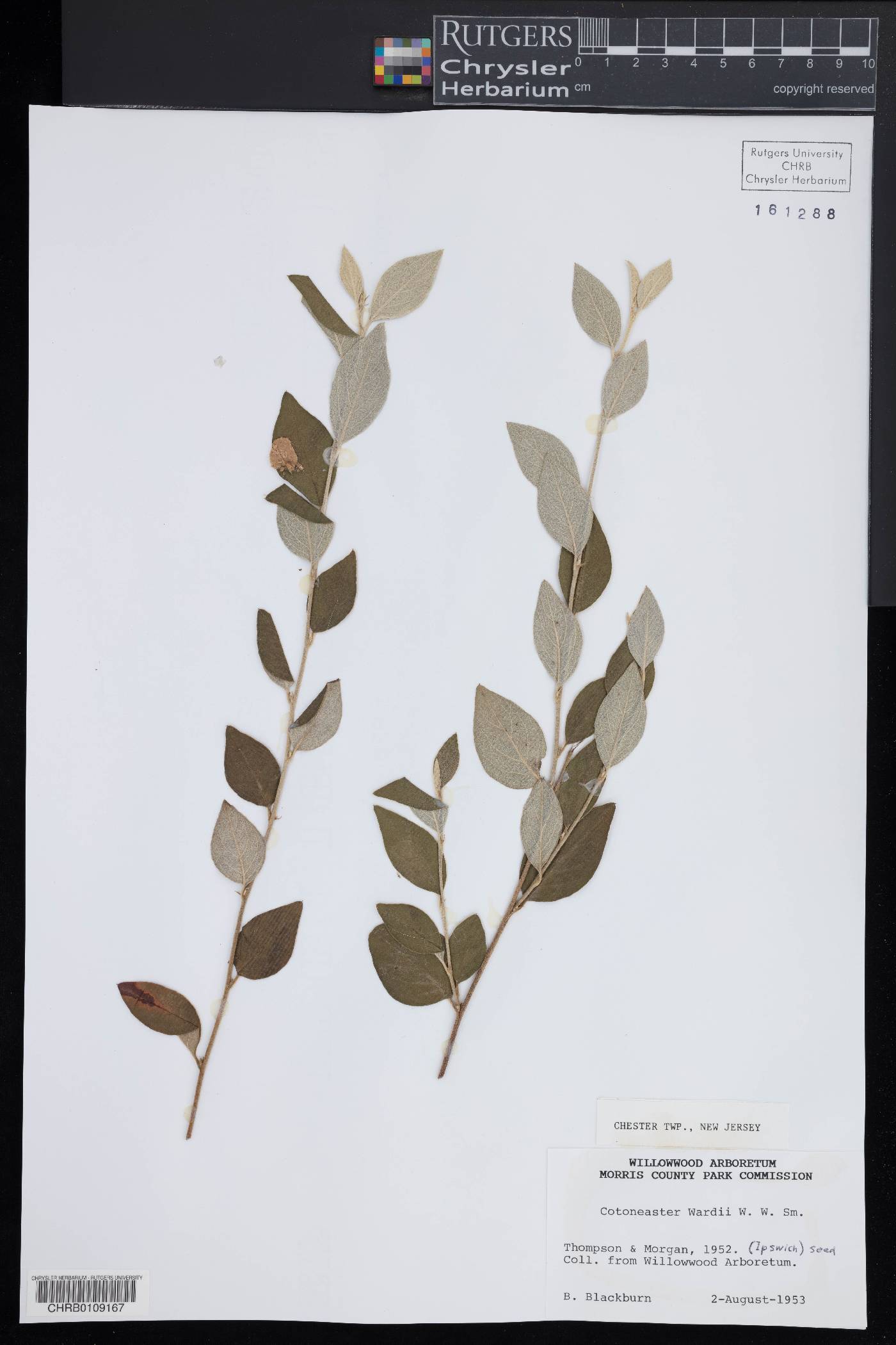 Cotoneaster wardii image
