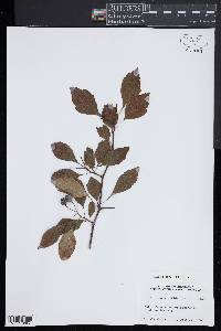 Crataegus nitida image