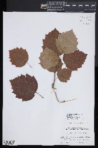 Crataegus coccinea image