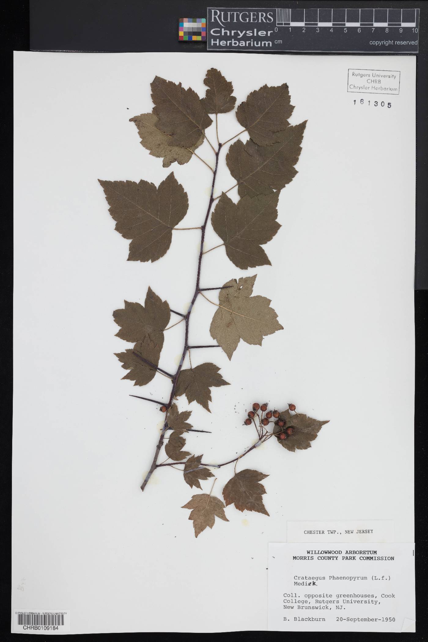 Crataegus phaenopyrum image