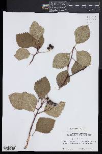 Crataegus succulenta image