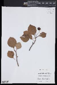 Crataegus succulenta image