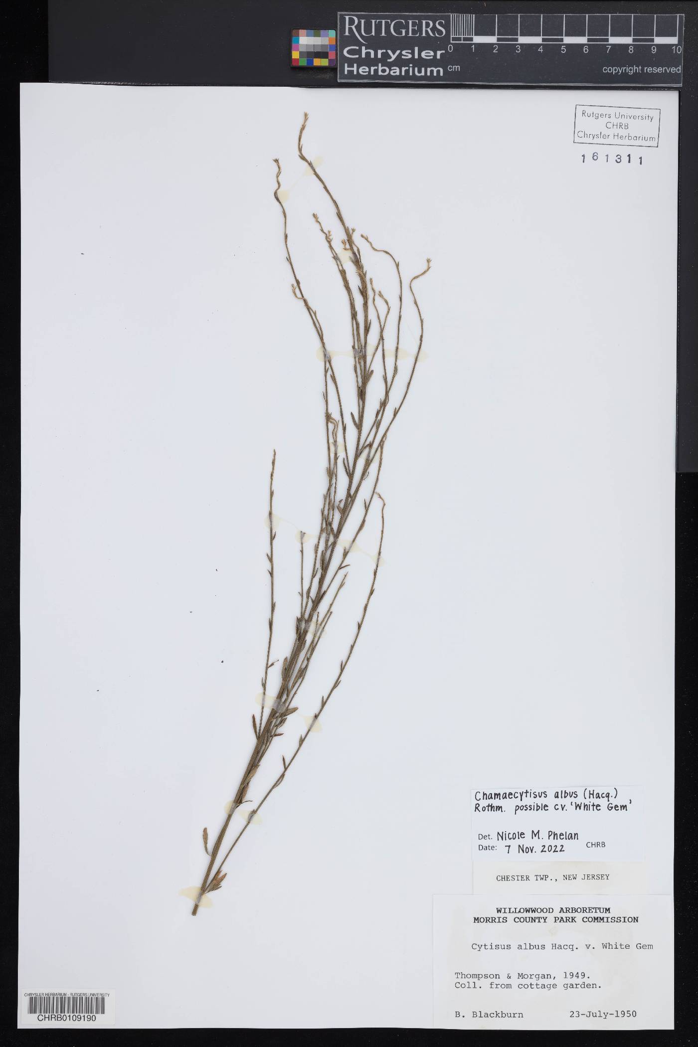 Cytisus albus image