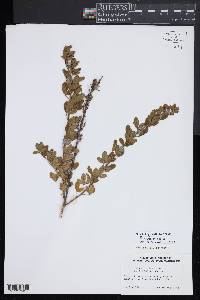 Cytisus nigricans image