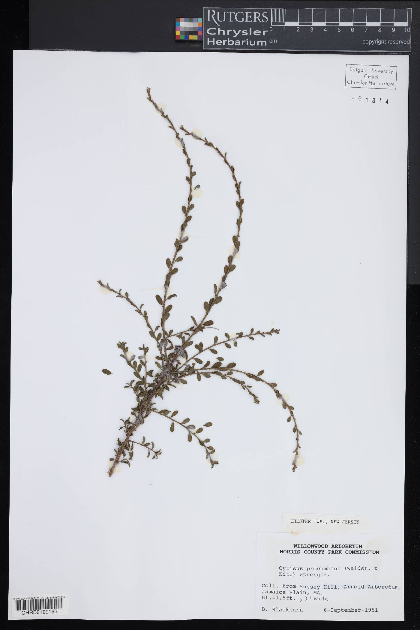 Cytisus procumbens image