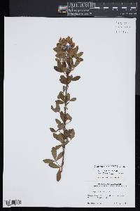 Chamaecytisus supinus image