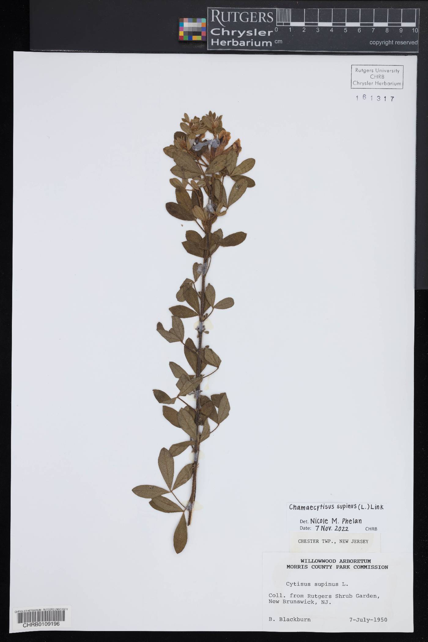 Chamaecytisus supinus image