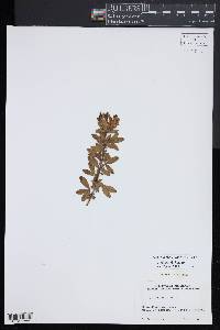 Chamaecytisus supinus image