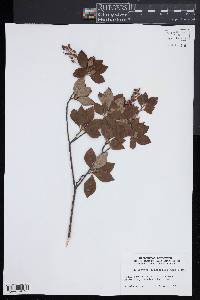 Enkianthus subsessilis image