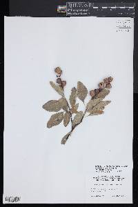 Exochorda racemosa image