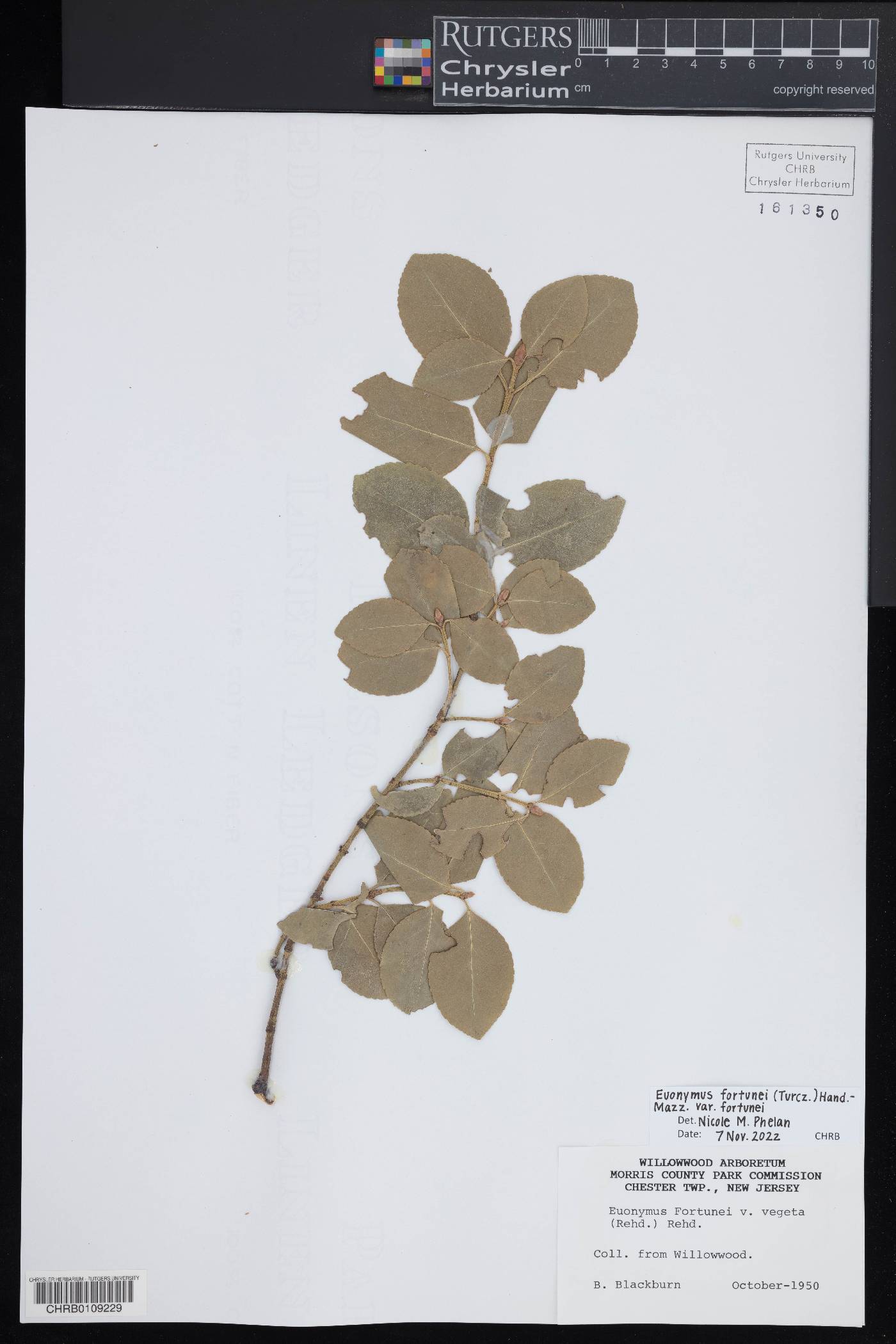 Euonymus fortunei var. fortunei image