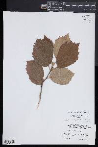 Image of Fothergilla latifolia