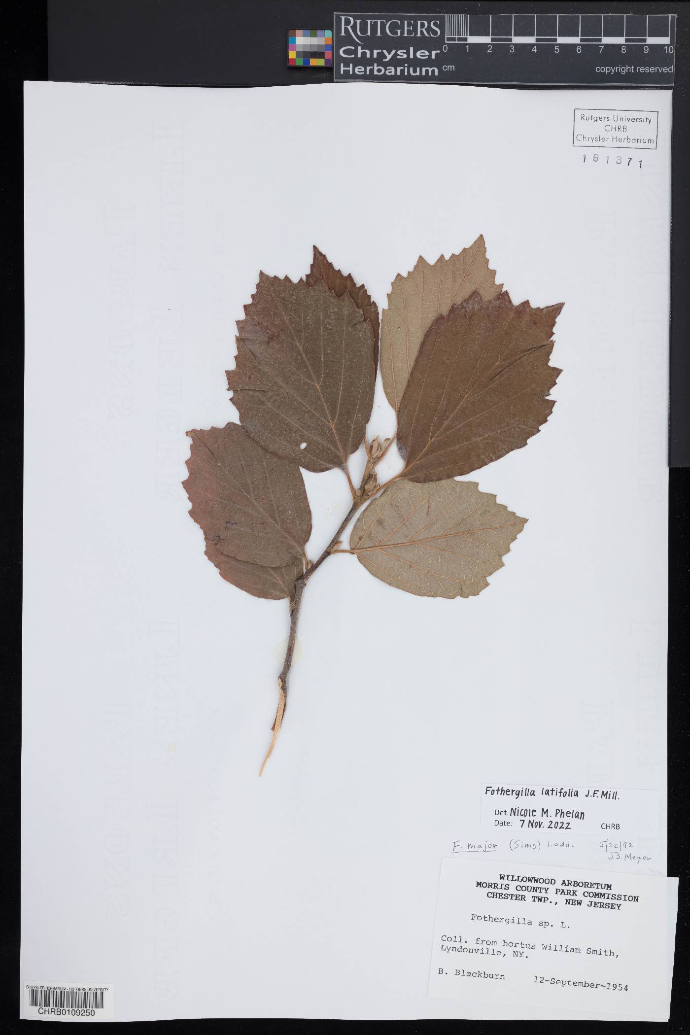 Fothergilla latifolia image