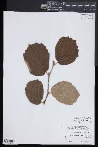 Fothergilla latifolia image