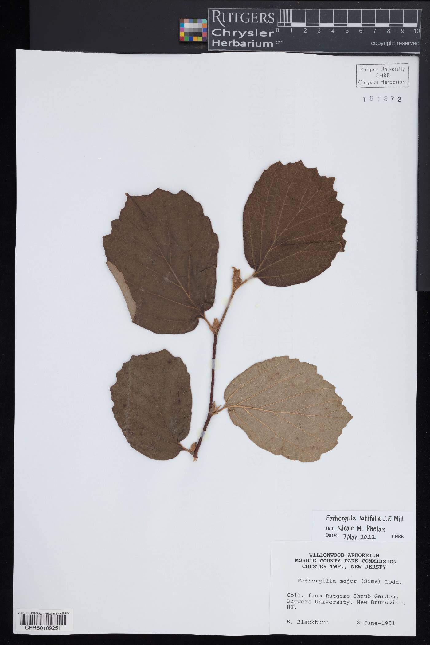 Fothergilla latifolia image