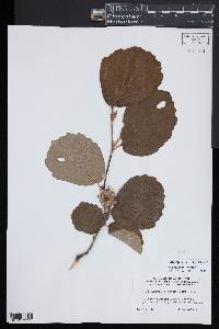 Fothergilla latifolia image