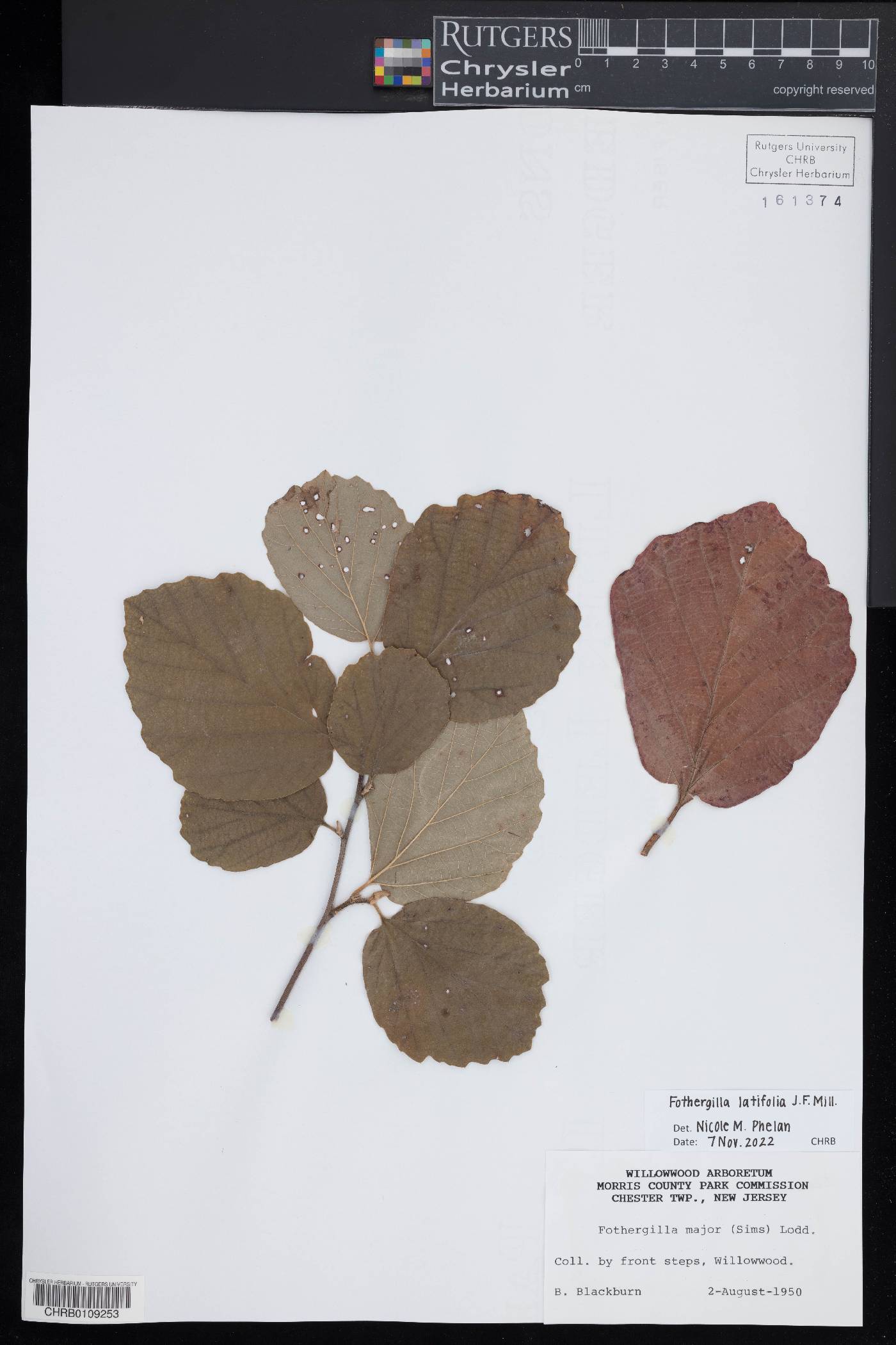 Fothergilla latifolia image