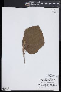 Fothergilla latifolia image