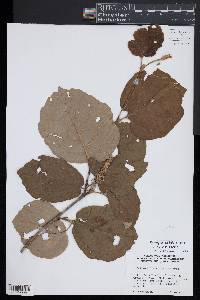 Fothergilla latifolia image