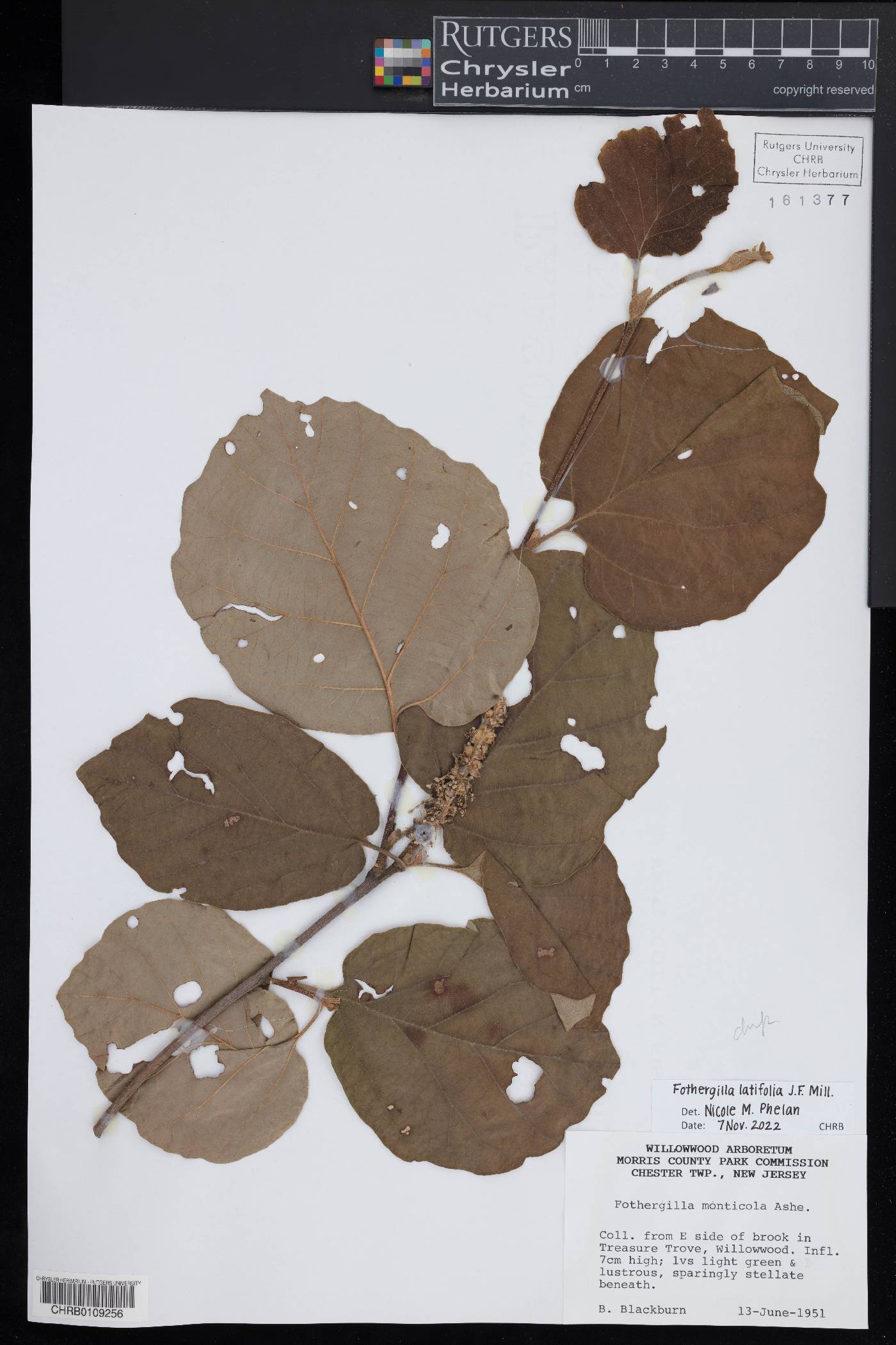 Fothergilla latifolia image