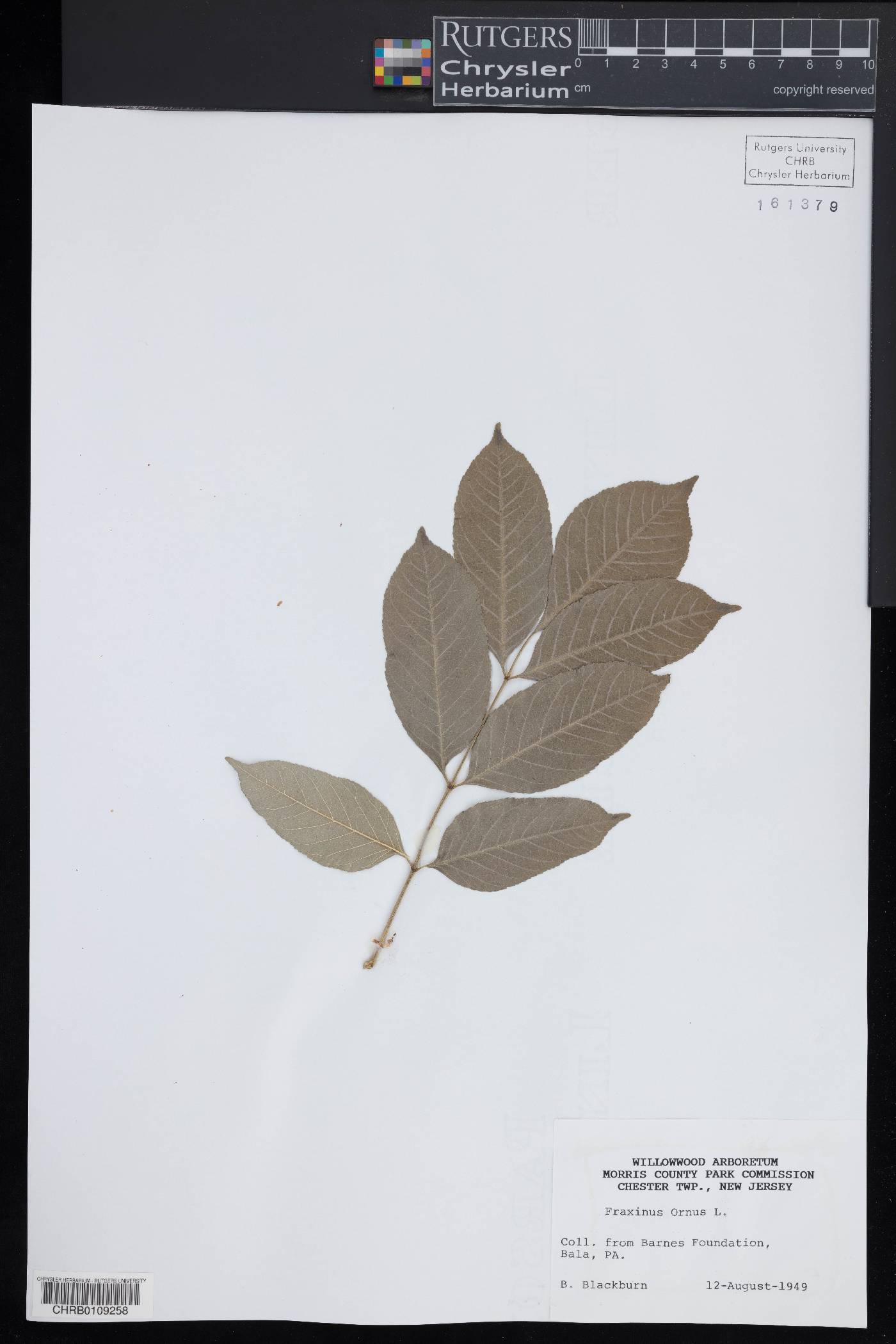 Fraxinus ornus image