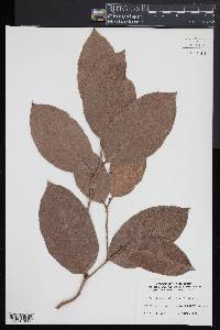 Gaultheria shallon image