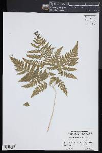 Gymnocarpium dryopteris image