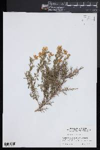 Genista Hispanica image