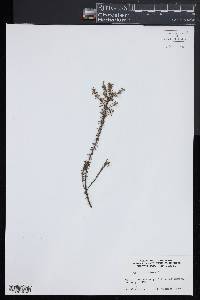 Genista pilosa image