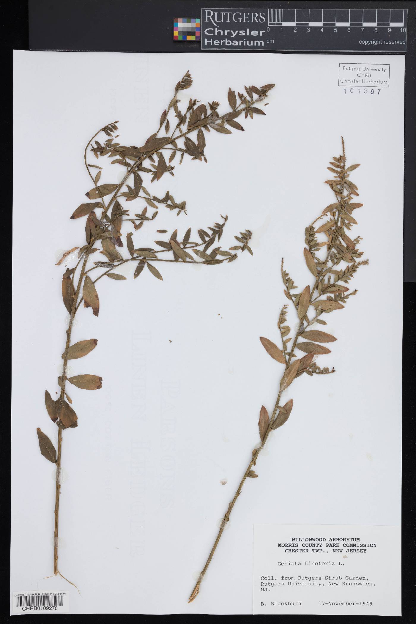 Genista tinctoria image