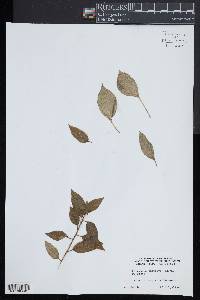 Helwingia japonica image