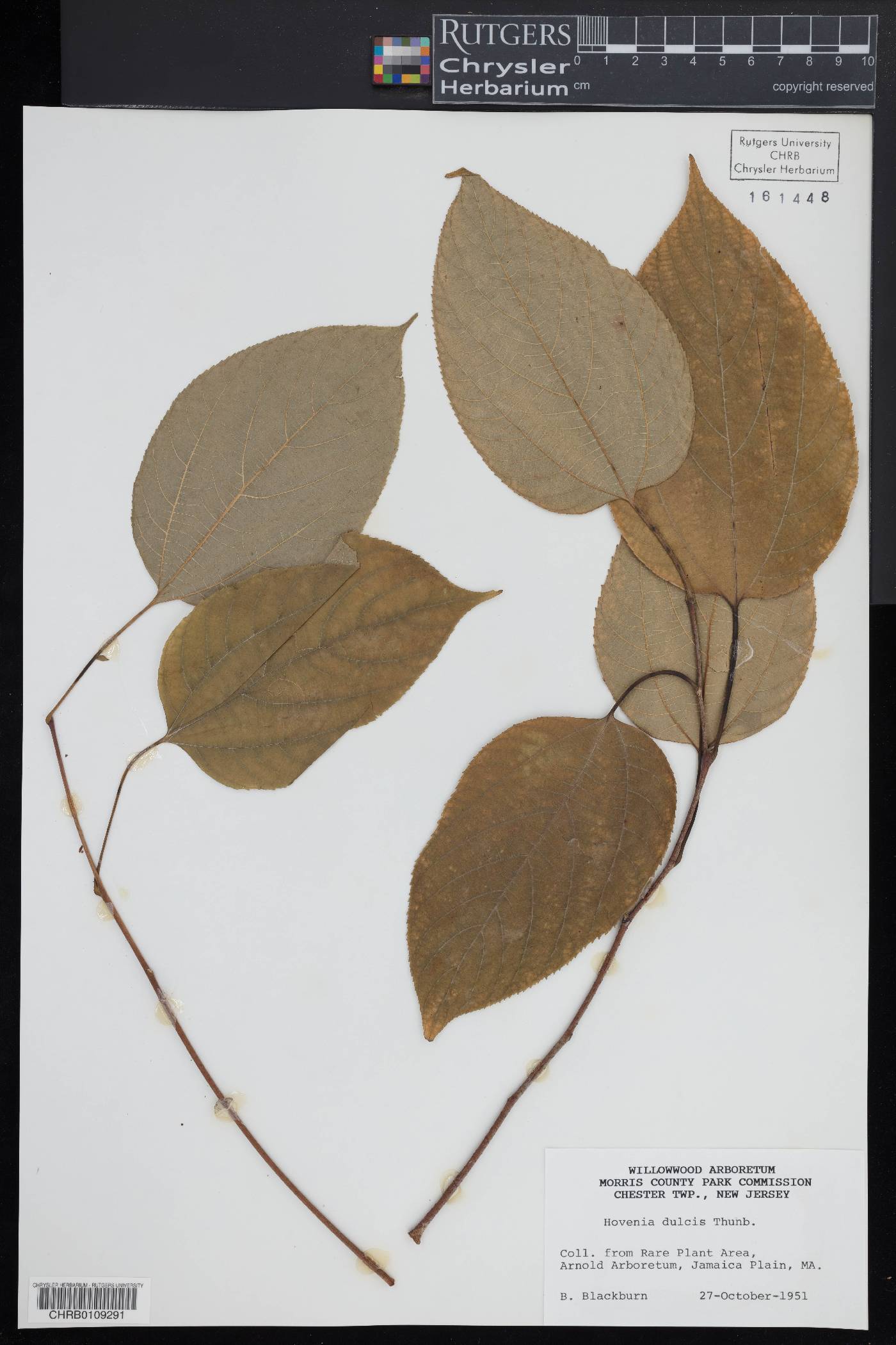 Hovenia dulcis image