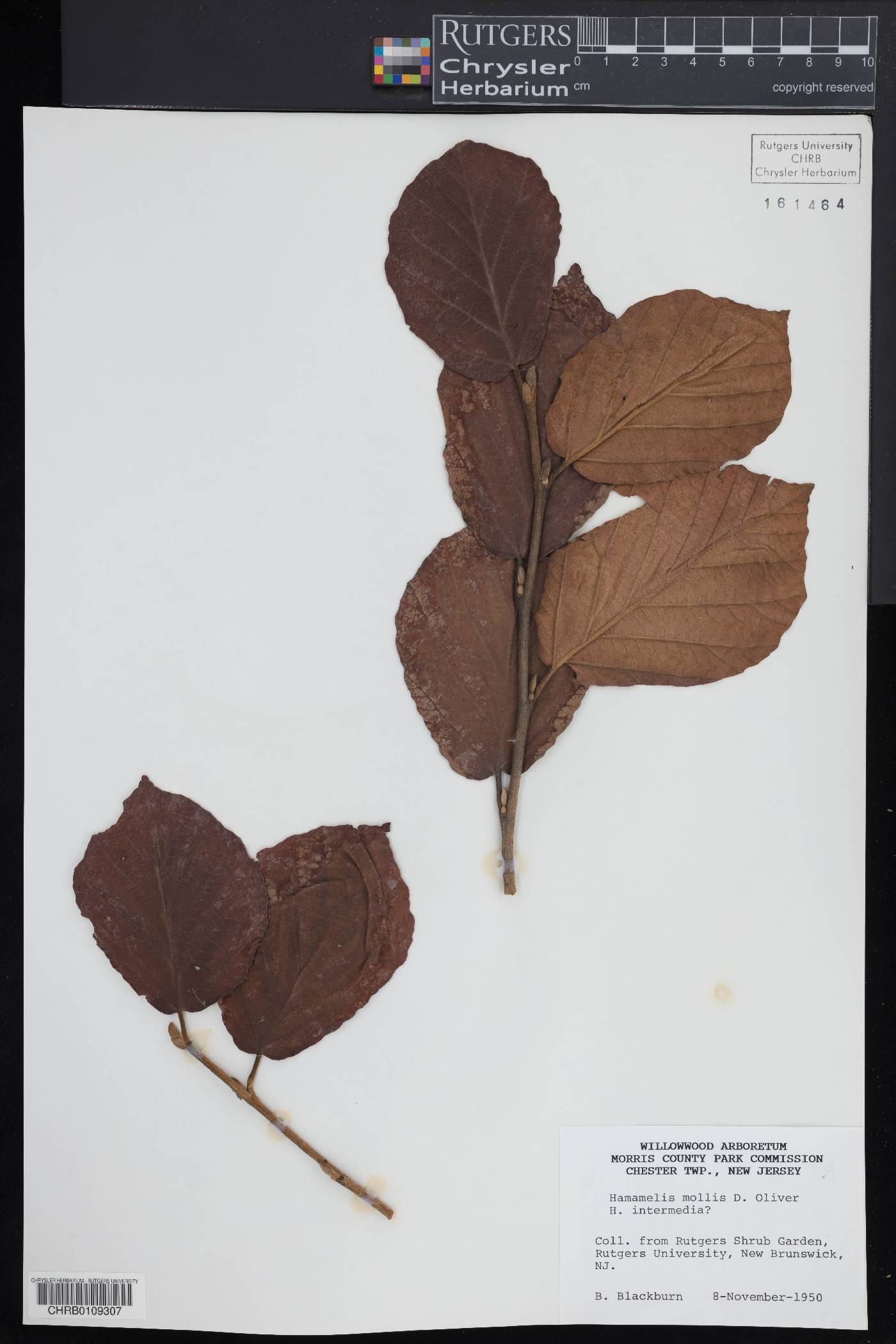 Hamamelis mollis image